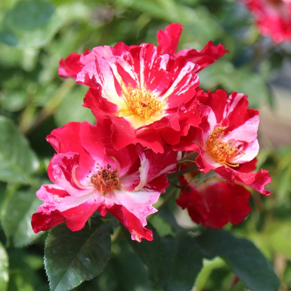 Red and White Climbing Rose Bush B449