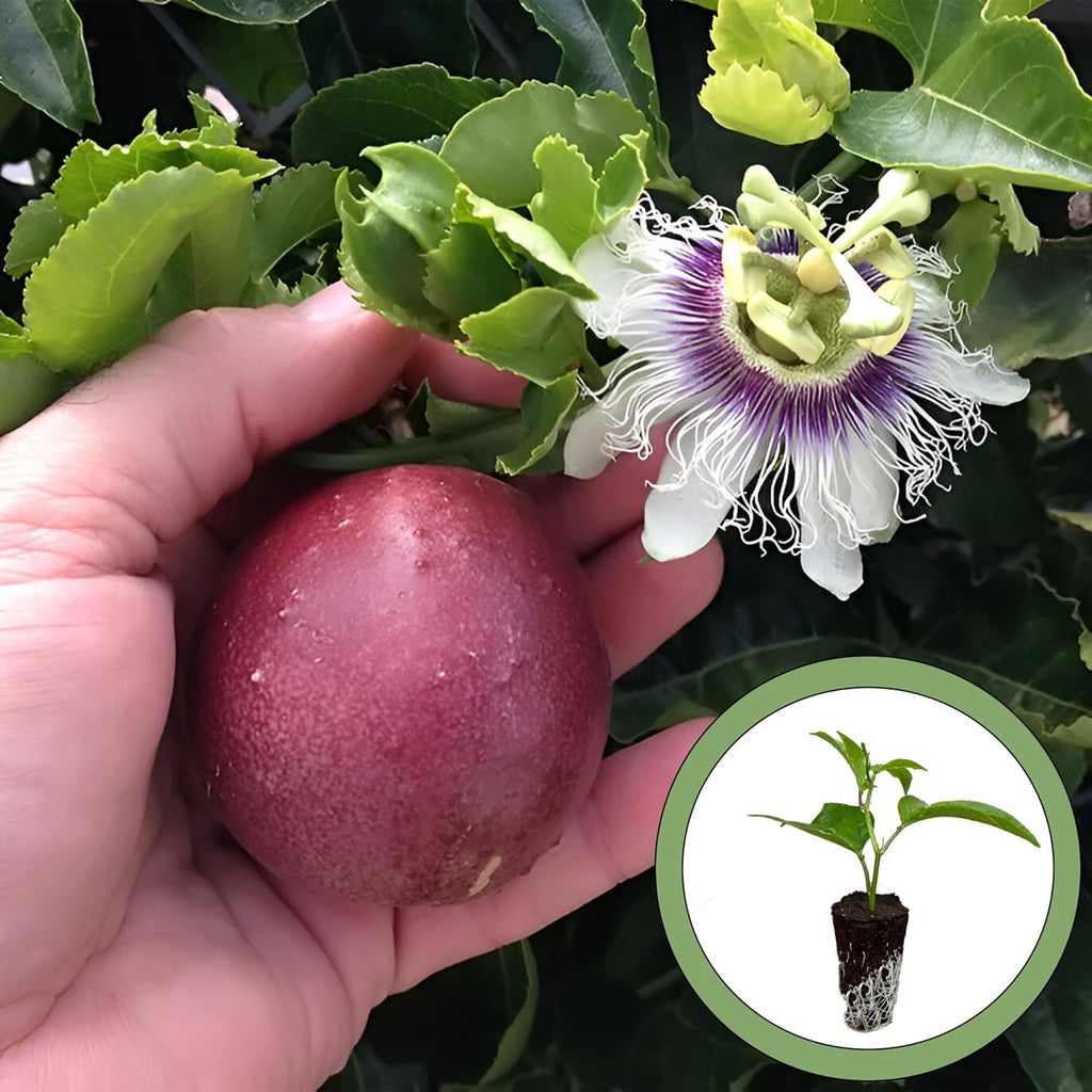 Purple Passion Fruit Starter Plant C465895