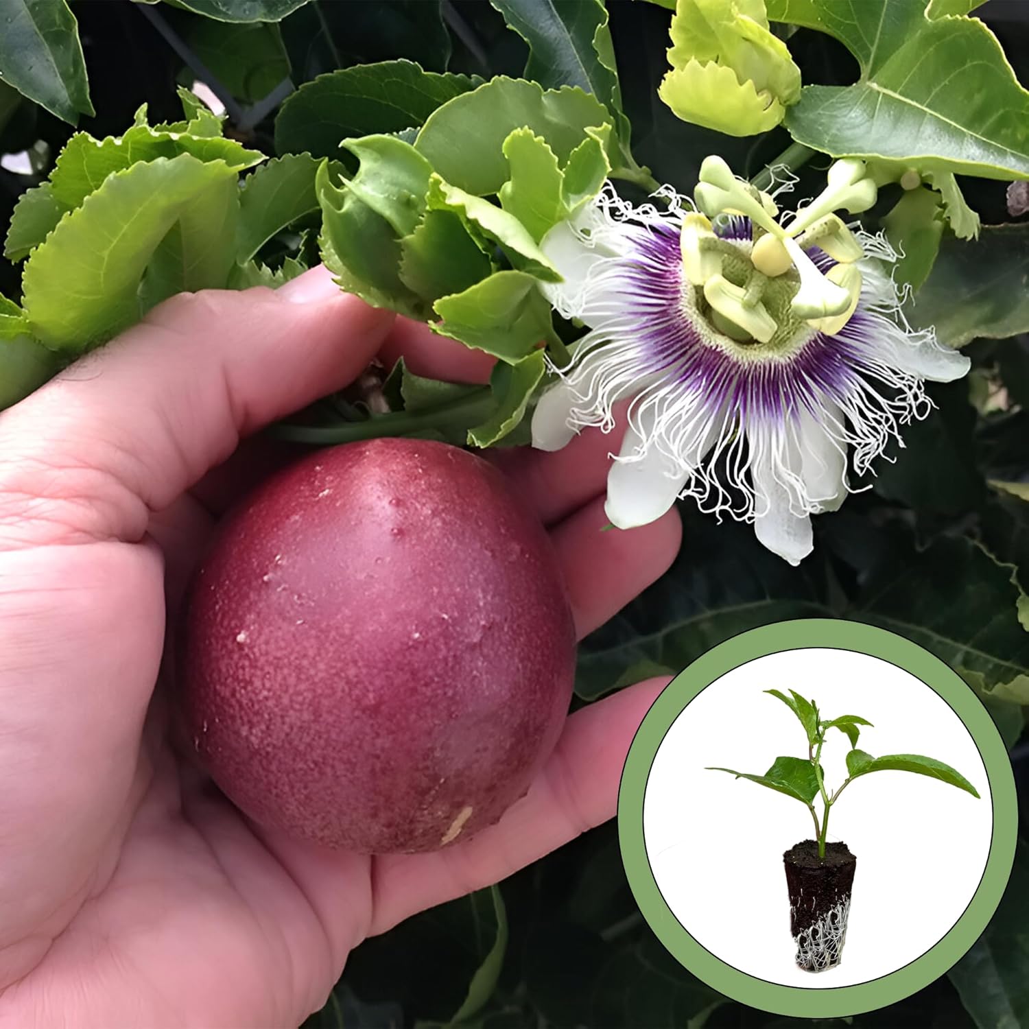 Purple Passion Fruit Starter Plant C465895