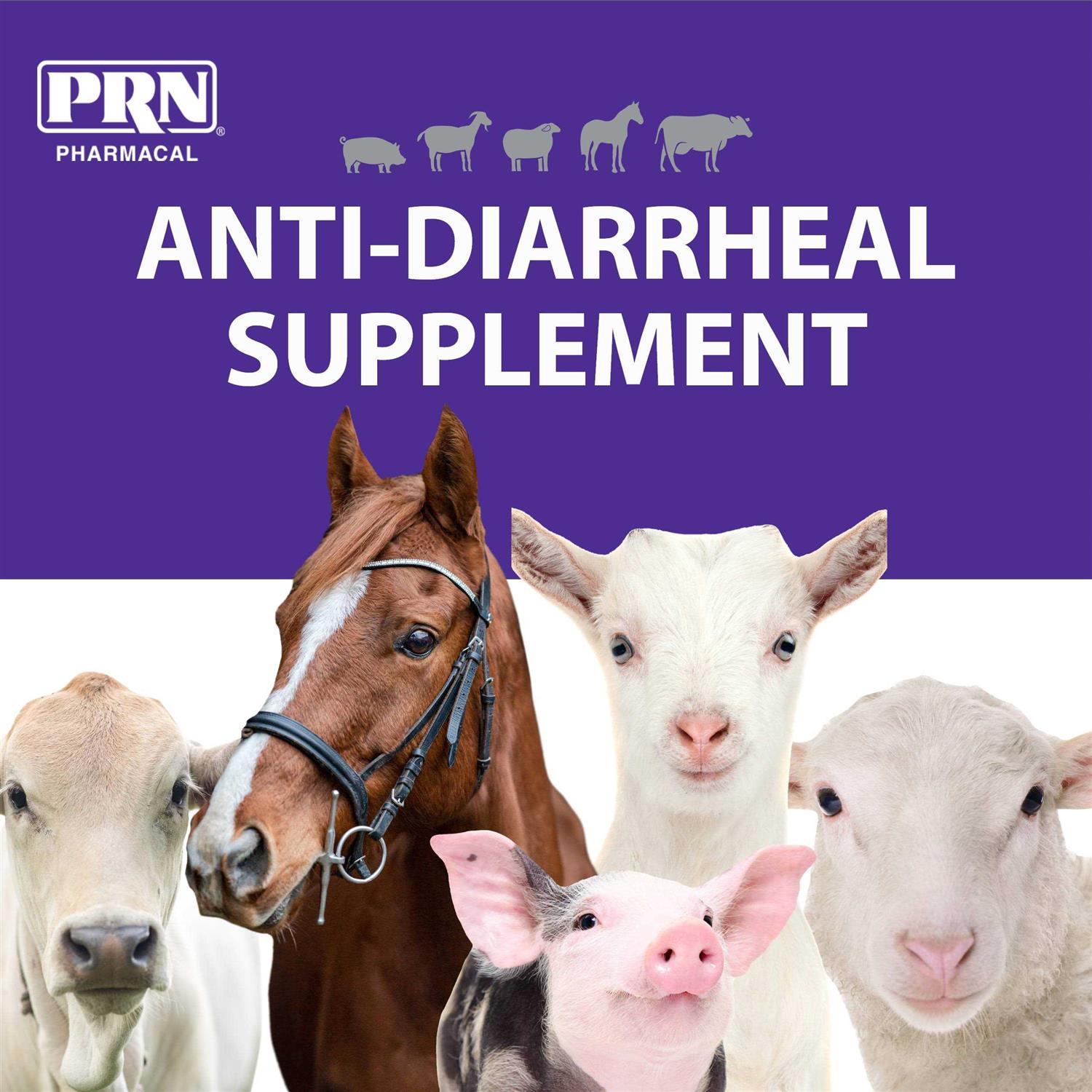 Endosorb Tablets N764