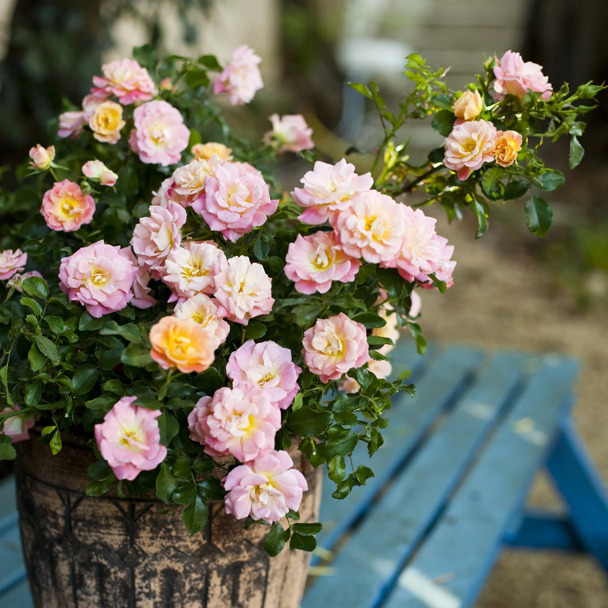 Peach Rose Live Shrub (2 Gallon) Q734109
