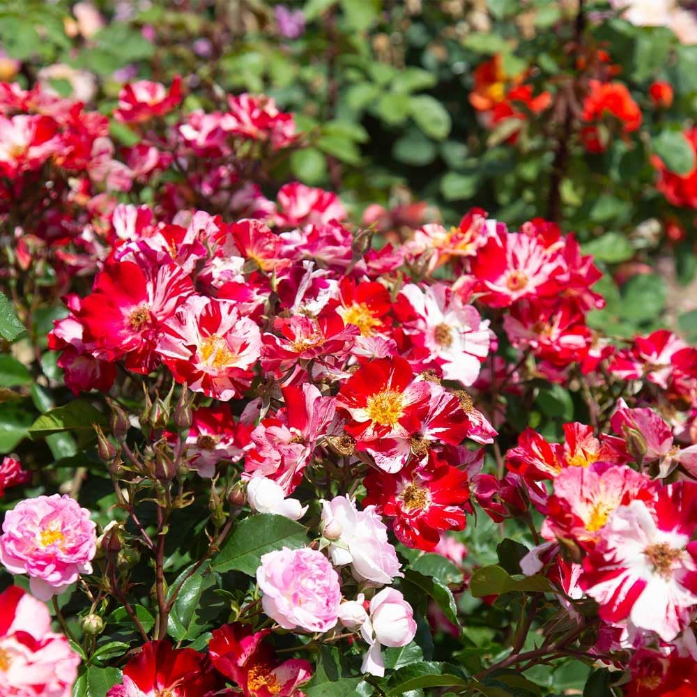 Red and White Climbing Rose Bush B449