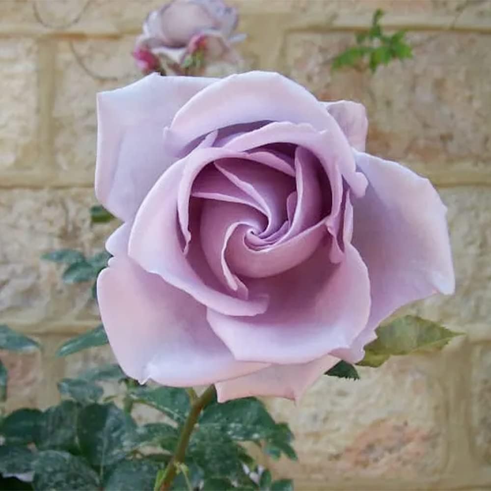 100 Rare Sterling Silver Rose Seeds Perennial Climbing Rosa Bush Vine Flower D3548