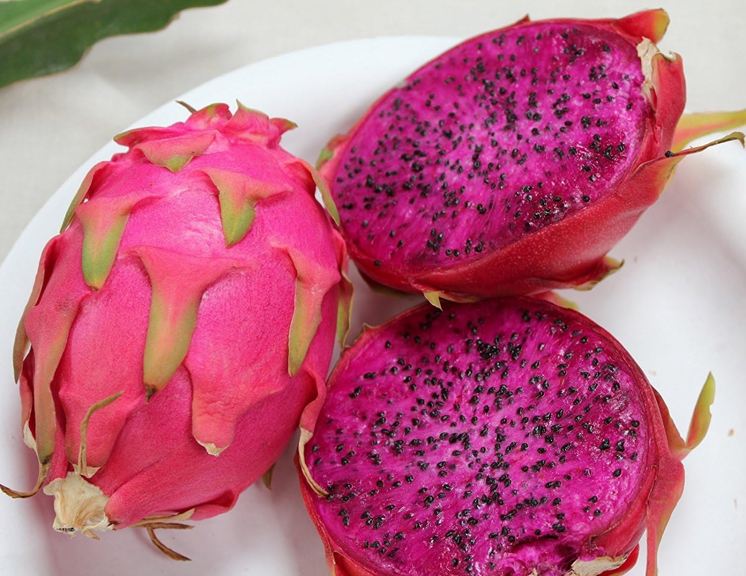 20 Purple Dragon Fruit Cactus Seeds V1914