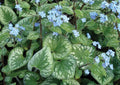 Shade Perennial in Gallon Pot Y85538
