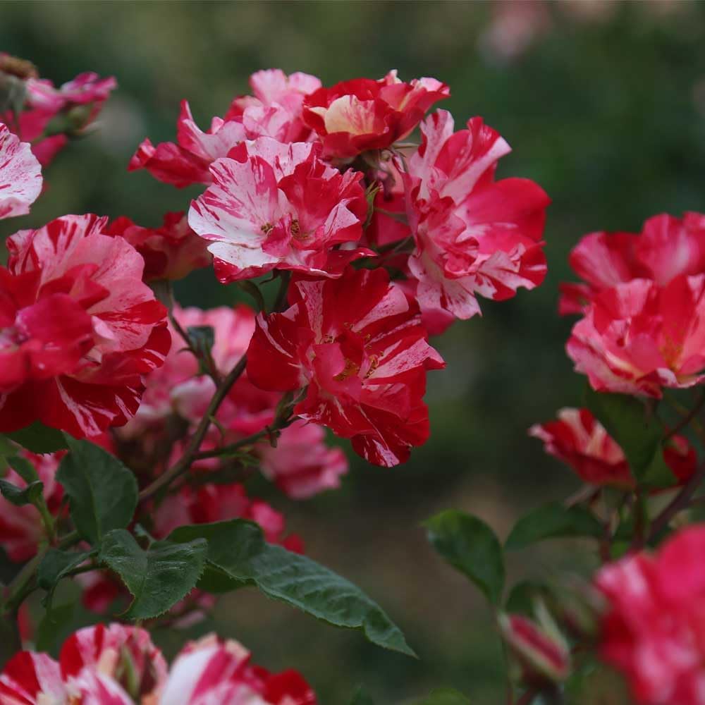 Red and White Climbing Rose Bush B449
