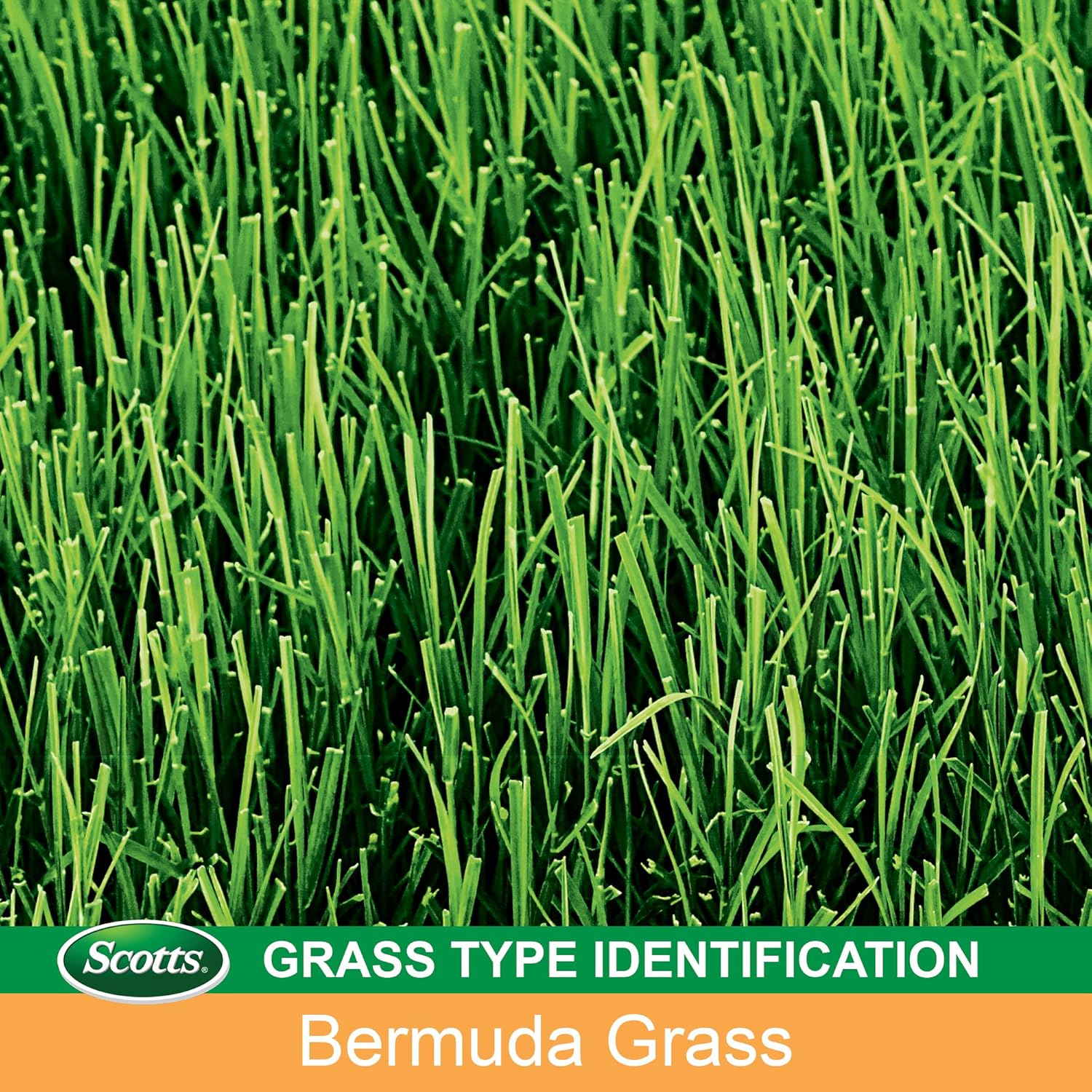5 lbs. Bermudagrass Grass Seed P903